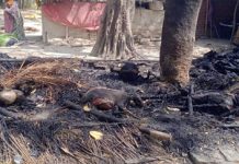 Fire broke out in Mandai due to unknown reasons, four cattle lost their lives