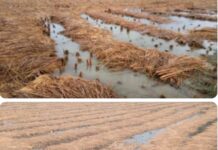 लगातार बारिश की वजह से किसानों की बढ़ी परेशानियां, बेमौसम बारिश से फसलों को भारी नुकसान