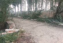 उपजिलाधिकारी के आदेश के बाद रुका ग्राम पंचायत भूमि से पेड़ो की कटाई , जाच टीम का किया गठन