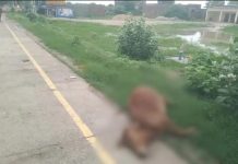 मुडिला पुलिस चौकी के ठीक सामने एक बछड़े का हुआ एक्सीडेंट
