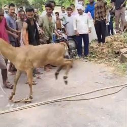 कुएं में गिरी दो नीलगाय, पुलिस और फायर ब्रिगेड ने सुरक्षित निकाला