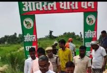 जिला पंचायत सदस्य व वन क्षेत्राधिकारी के द्वारा रोपे गए पौधे