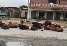 बरसात में सड़क पर डेरा जमाए छुट्टा पशु, राहगीरों और स्कूली छात्राओं के लिए बने मुसीबत