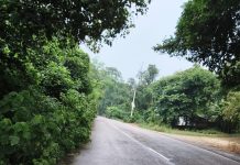 कादीपुर से अखण्डनगर जाने वाली सड़क के किनारे झाड़ियां दे रही मौत को दावत,पी डब्लू विभाग मौन