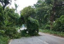हाईवे के बीचोबीच गिरा पेड़ , रोड से पेड़ को हटाने में पीडब्ल्यूडी विभाग नदारद