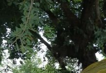 कादीपुर के CO विनय गौतम ने राहुल नगर मेले को लेकर बाजार का लिया जायेजा