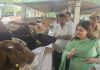 गौशालाओं का लालगंज एसडीएम नेहां मिश्रा ने किया निरीक्षण व्यवस्थाओं को लेकर दिए आवश्यक निर्देश
