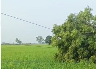 सोमवार शाम के कुदरती कहर का तांडव: तूफान से जनजीवन अस्त-व्यस्त, युद्धस्तर पर बहाली जारी