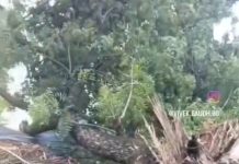 भारी आंधी से घर पर गिरा विशाल पेड़, पूरा घर तहस-नहस – मामा के घर रह रहीं अनाथ विकलांग बच्चियों को आई गंभीर चोट